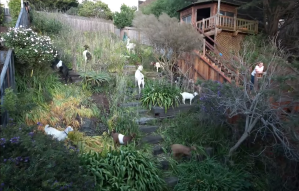 Goats eating backyard over 6 days