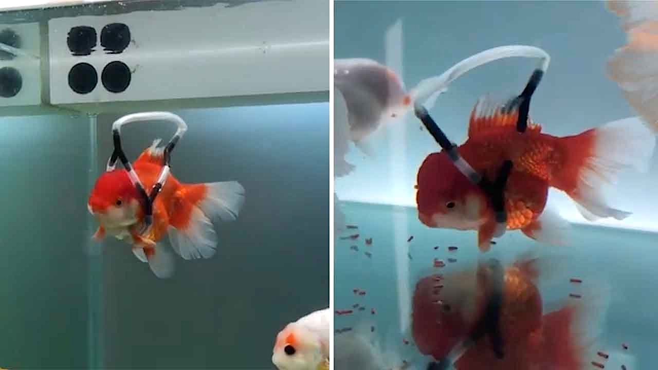 Goldfish-Wheelchair.jpg