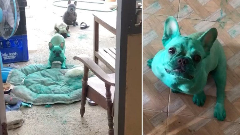 Green French Bulldogs