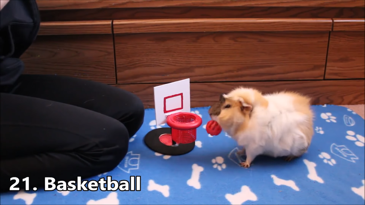 Guinea-Pig-Playing-Basketball.png