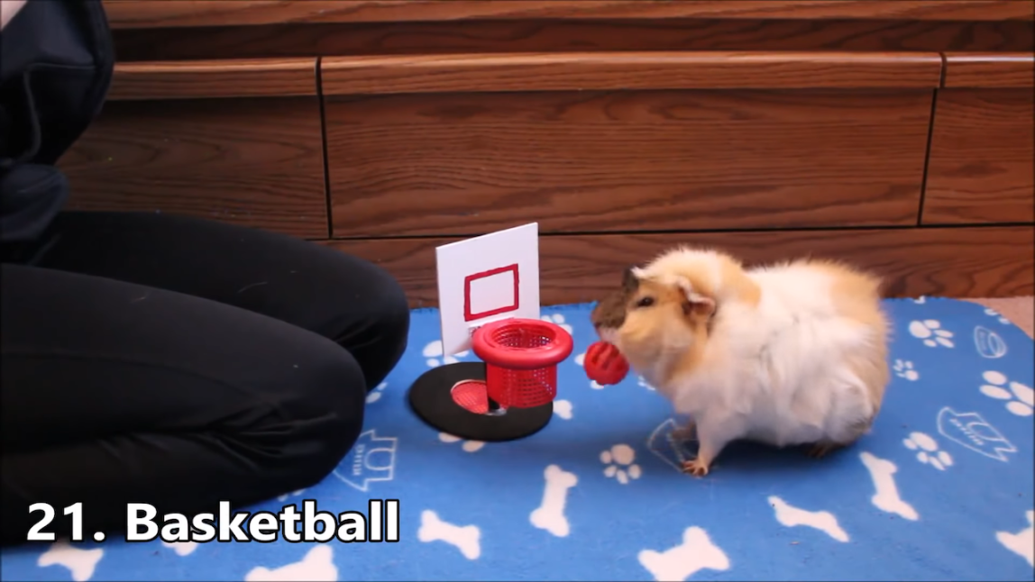 Guinea Pig Playing Basketball