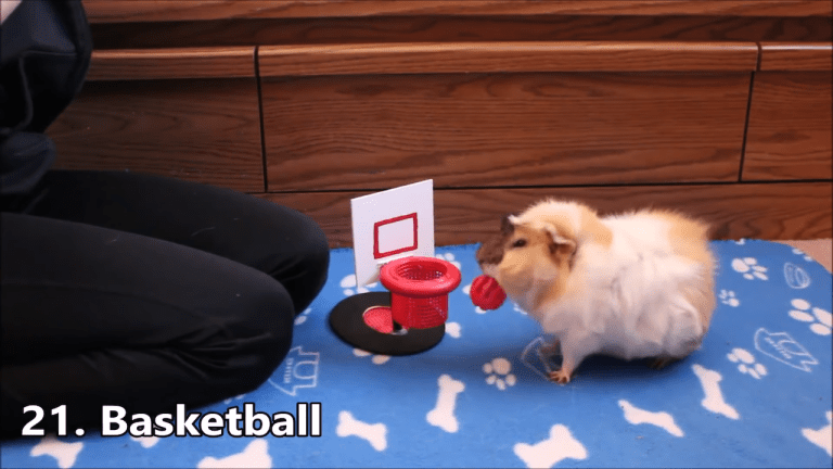 Guinea Pig Playing Basketball