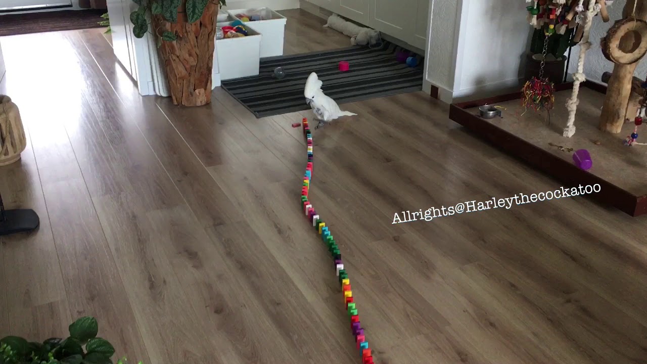 Harley-the-Cockatoo-Domino-Line.jpg