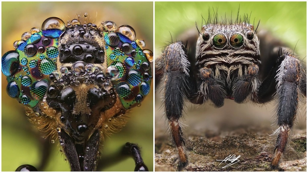 Insect and Spider Faces