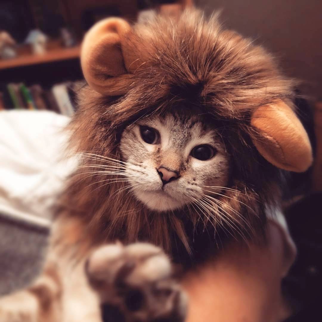 Kitten Lion