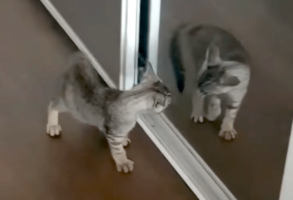 Kitten Sees Reflection in Mirror For First Time