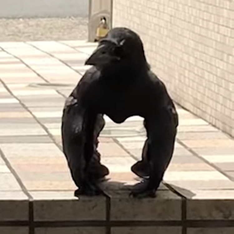 Large Billed Crow Sunning Itself Looks Like Mini Gorilla