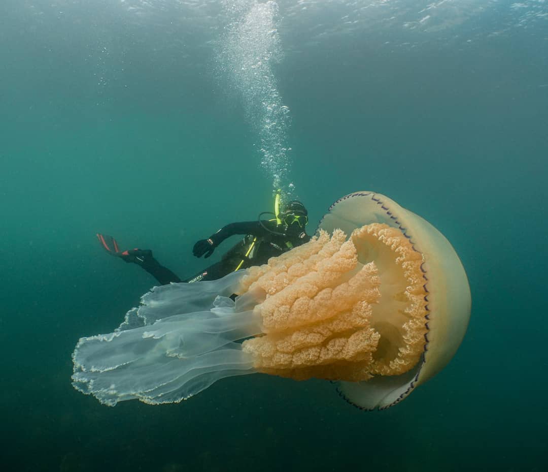 Lizzie Daly Swimming With a Giant Barrel Jellyfish