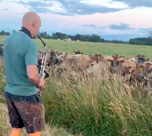 Oregon Coach Serenades Local Cows on Saxophone
