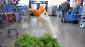 Pet Goose George Shops at Walmart