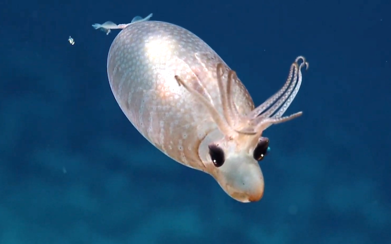 Piglet Squid