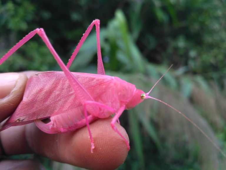 Pink Katydid