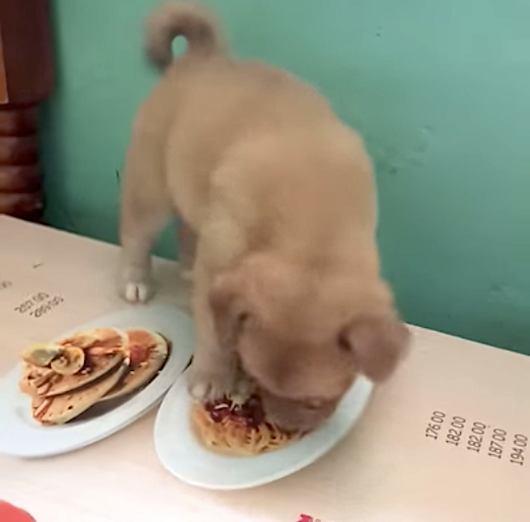 Little Puppy Tries to Eat a Realistic Picture of Spaghetti