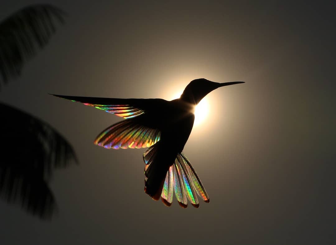 Rainbow-Ballet-Hummingbird-in-Front-of-S