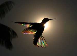 Rainbow Ballet Hummingbird in Front of Sun Christian Spencer