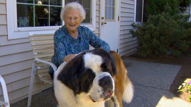 Sally and Brody the St Bernard