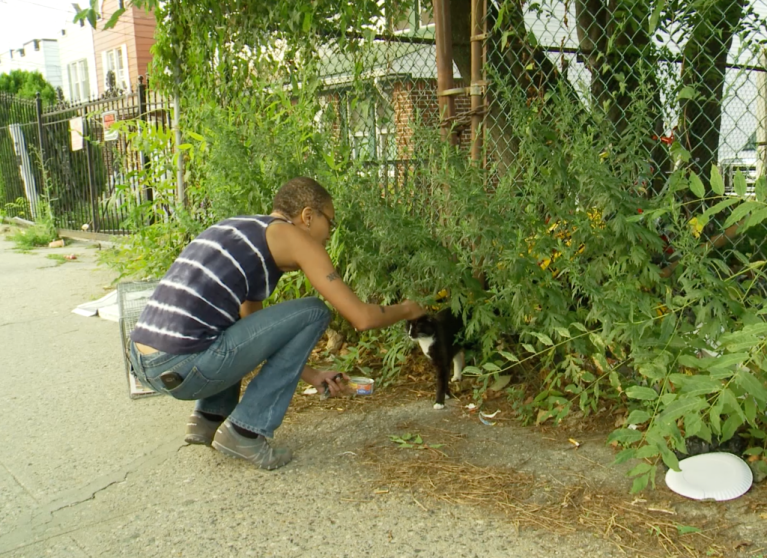 Sassee Feral Cat