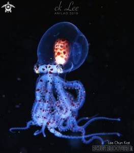 Scubashooters Translucent Octopus Lee Chun Kiat