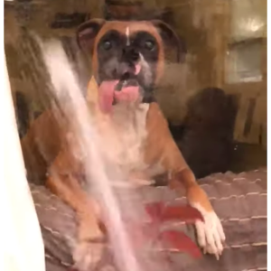 Thirsty Dog Tries To Drink From Hose From Behind Glass