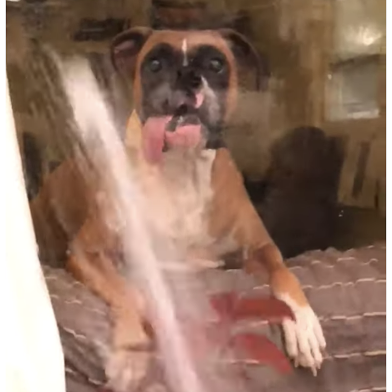 Thirsty Dog Tries To Drink From Hose From Behind Glass