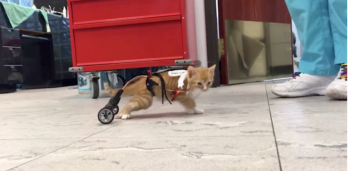 Tiny Orange Kitty Wheelchair