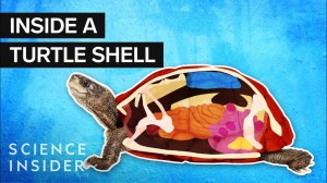 Whats Inside a Turtle Shell