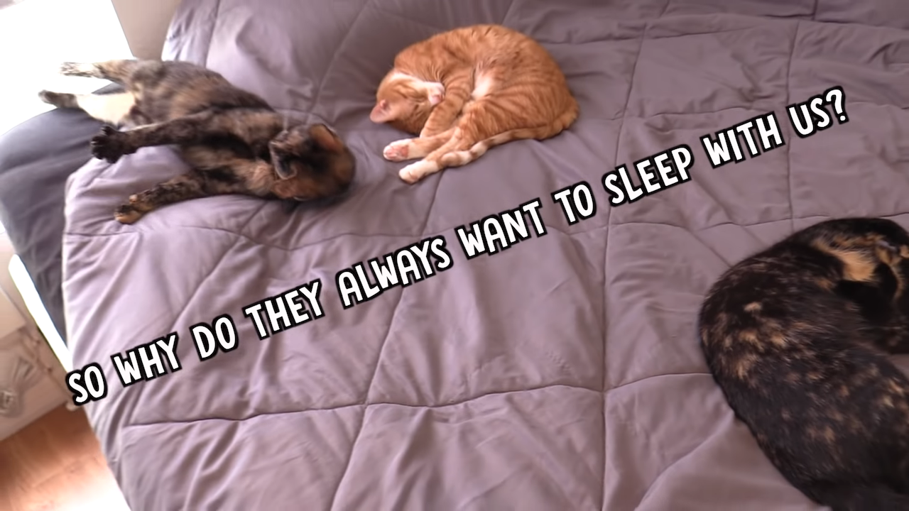 Why Cats Like to Sleep in Bed With Their Humans