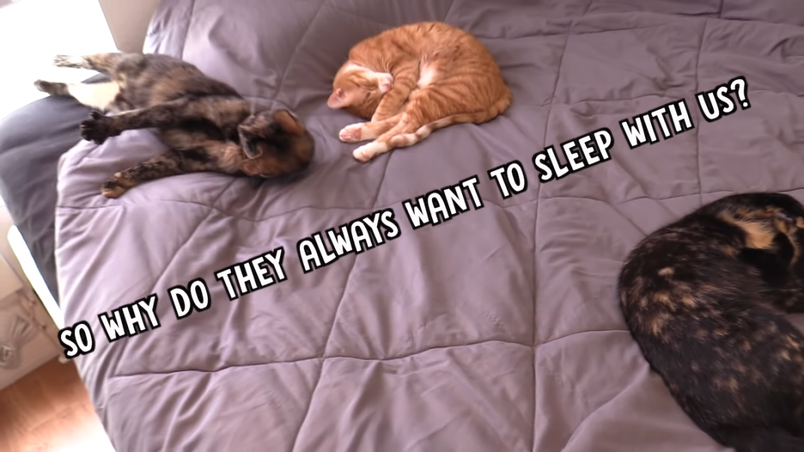 Cats Like To Sleep With Humans