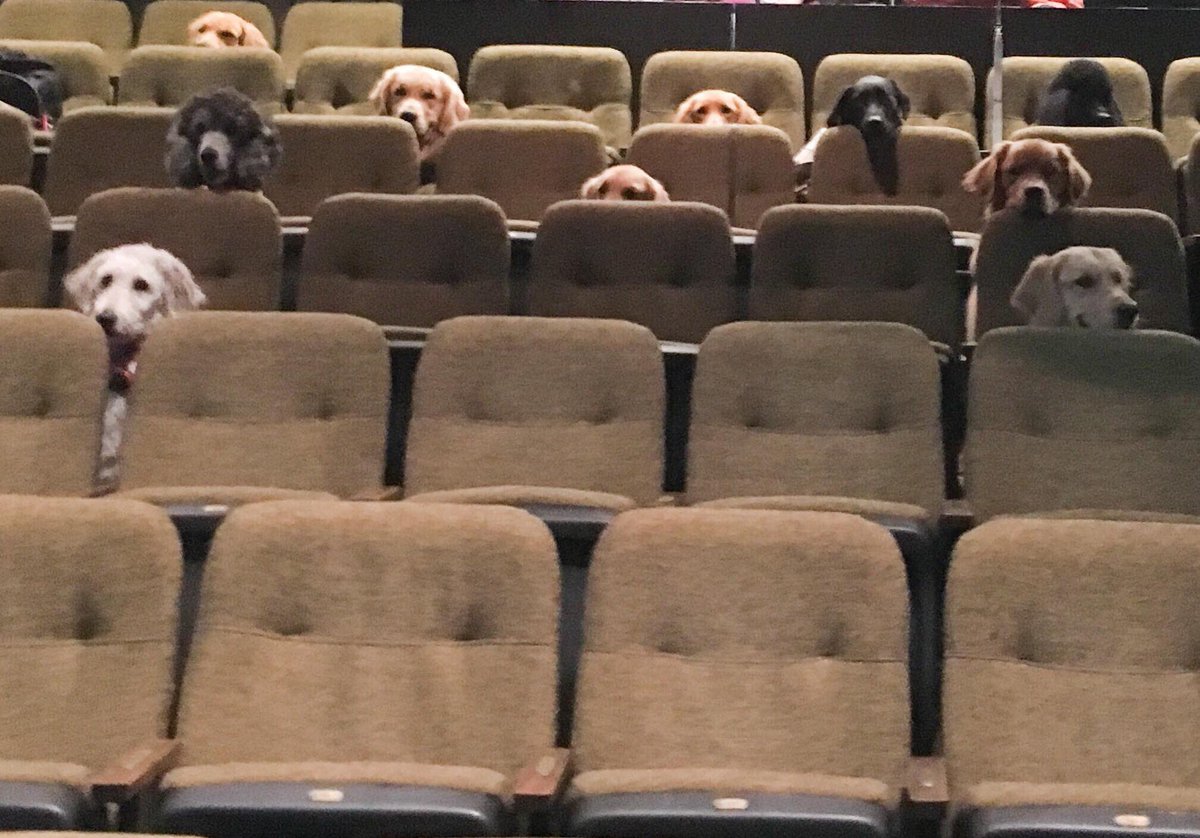 Dogs-at-the-Theater.jpeg