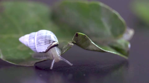 George Tree Snail Extinct
