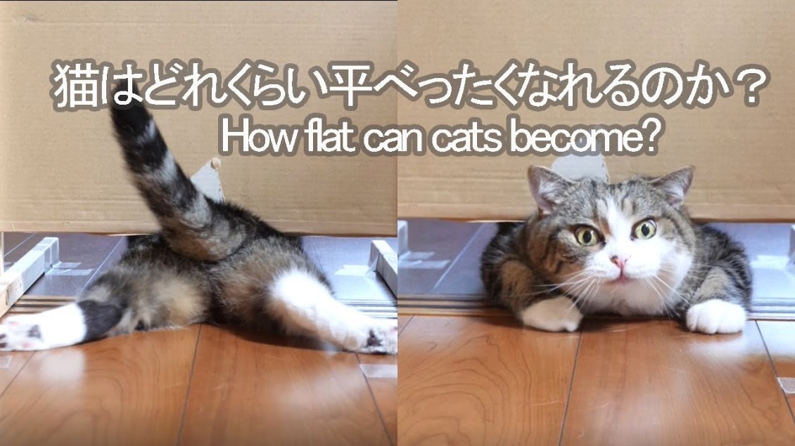 How Flat Can Cats Become