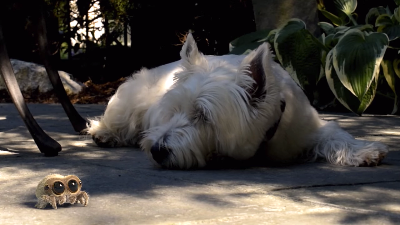 Lucas-the-Spider-Turns-to-Dog-for-Shade.