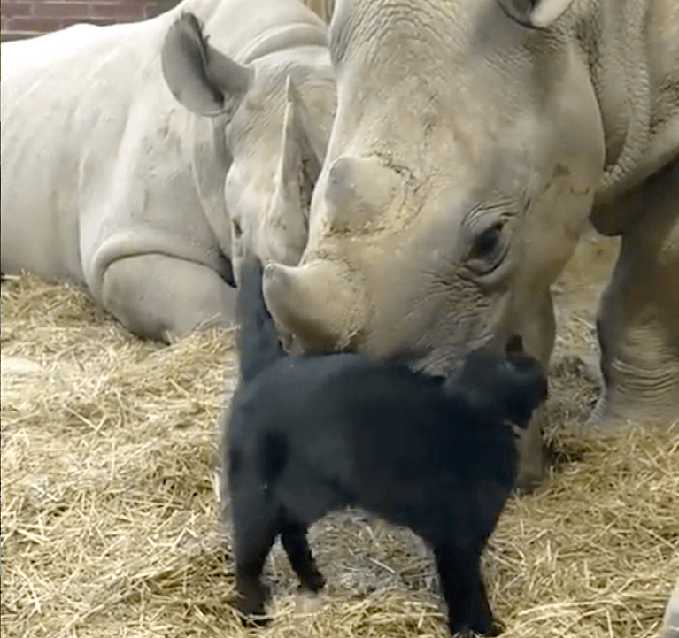 Mia and Emilka Cat and Rhino Best Friends