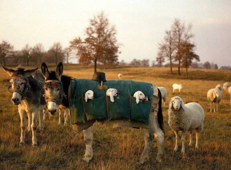 Nanny Donkeys newborn lambs