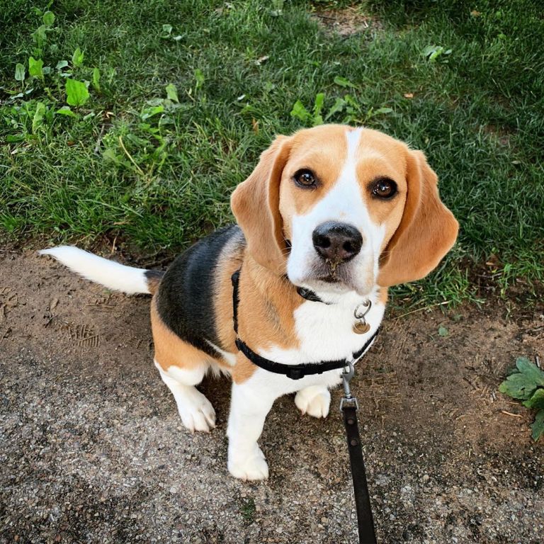 Oliver the Beagle