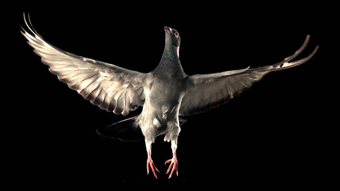 Slow Motion Pigeon in Flight