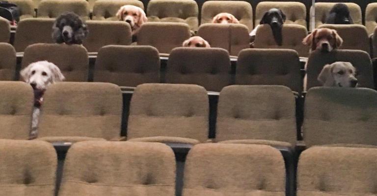 Theater Dogs