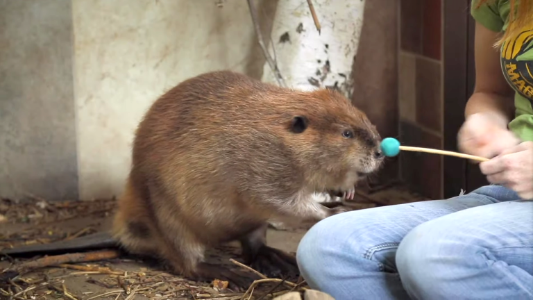 Training Huckleberry The Beaver