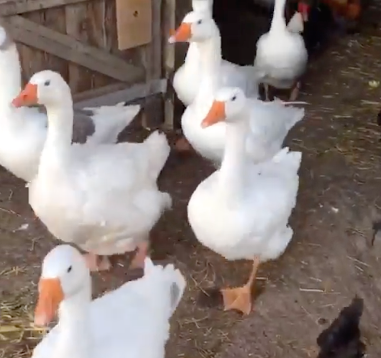 Tuesday Traffic at the Farm