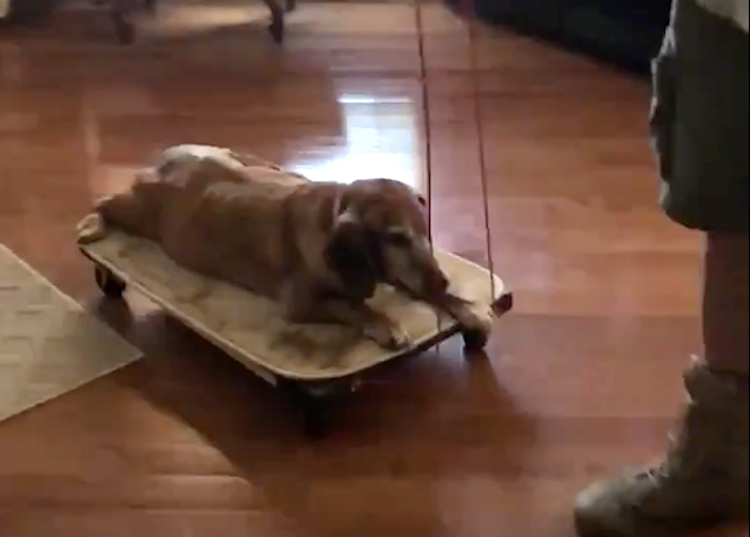 man builds special Cart for 13 year old dog with arthritis