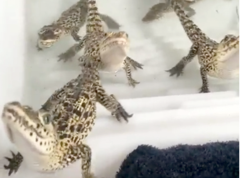 Affectionate Baby Cuban Crocodiles Lasers