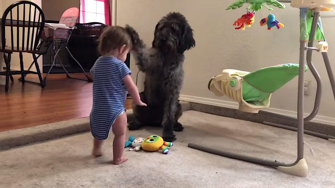 Big Dog Teaches Toddler to Sit