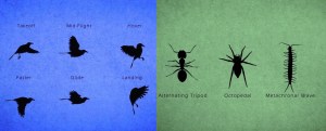 Birds and Bugs Animated Gaits
