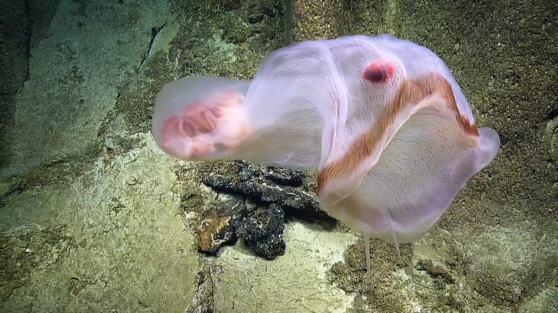 Deepstaria Jellyfish Isopod
