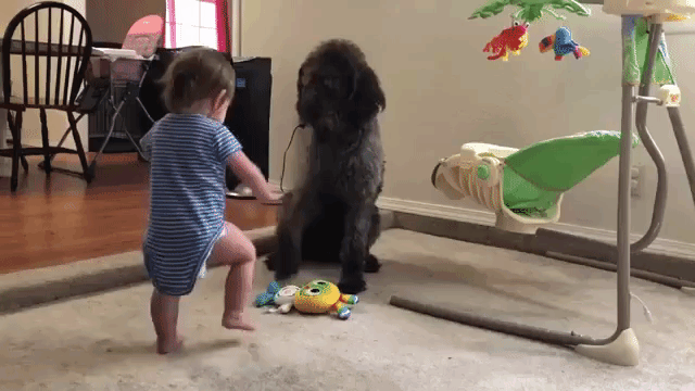 Dog Makes Baby Sit Down