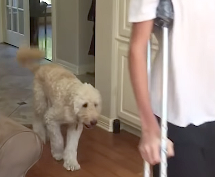 Dog Sympathetically Limps After Human With Broken Leg