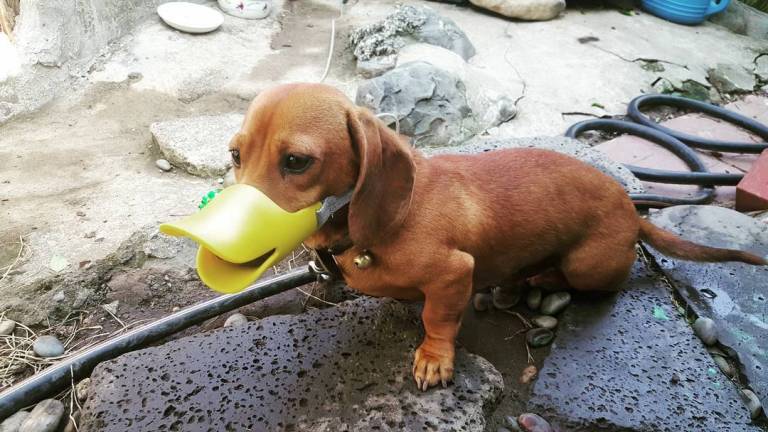 Doxie Duck Bill Dog Muzzle