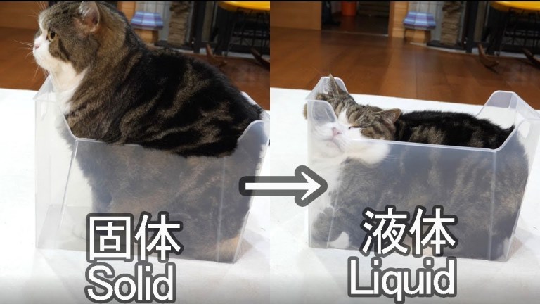 Melting Cat