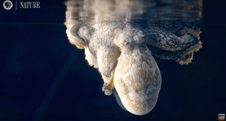 Sleeping Octopus Changing Colors