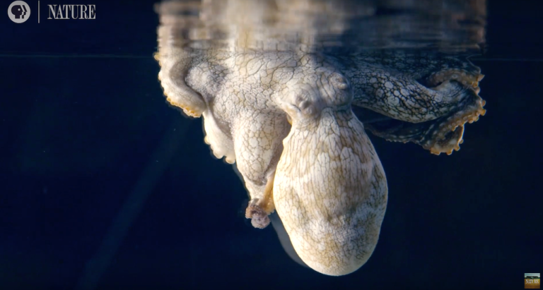 Sleeping Octopus Changing Colors